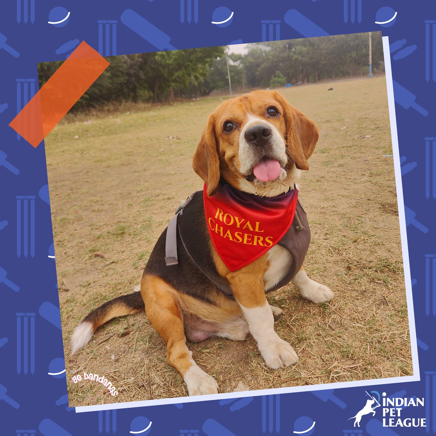 Go Bandanas Reversible Indian Pet League (IPL) Bengaluru Royal Chasers & Dill Se Desi (Multi Colour) Bandana for Pet Dogs & Cats