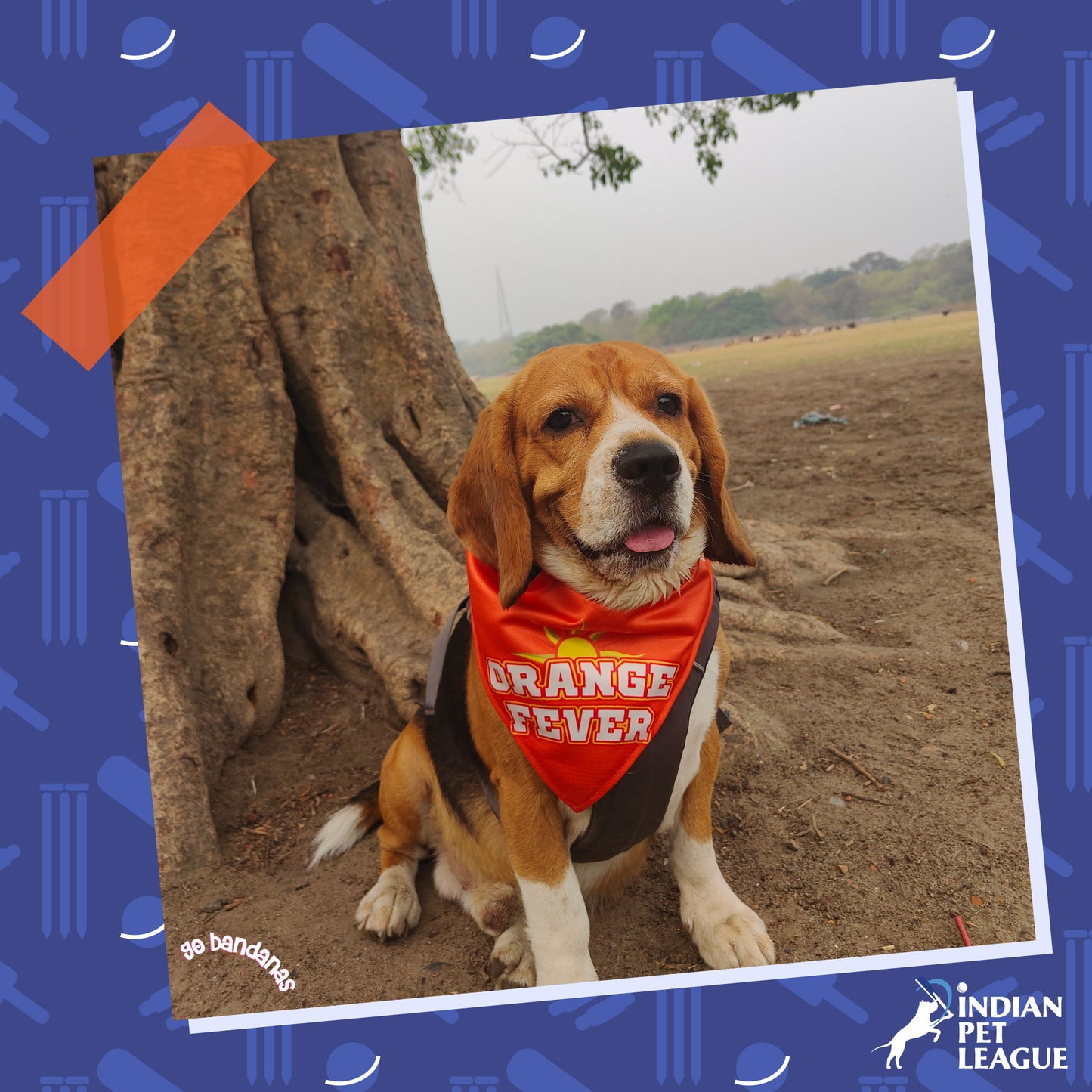 Go Bandanas Reversible Indian Pet League (IPL) Hyderabad Fever (Orange) & Dill Se Desi (Multi Colour) Bandana for Pet Dogs & Cats