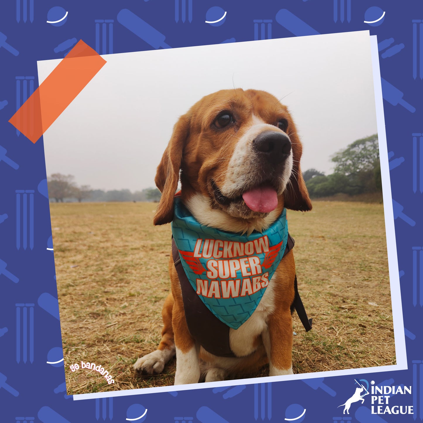 Go Bandanas Reversible Indian Pet League (IPL) Lucknow Super Nawabs (Blue) & Dill Se Desi (Multi Colour) Bandana for Pet Dogs & Cats