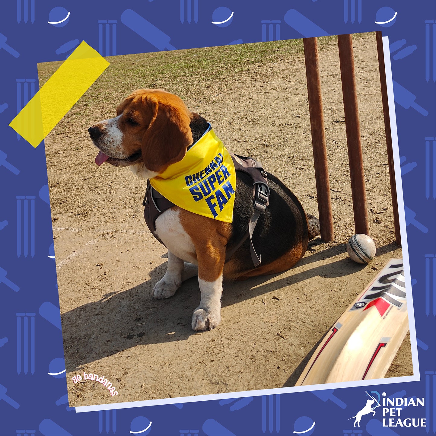 Go Bandanas Reversible Indian Pet League (IPL) Chennai Super Fan (Yellow) & Dill Se Desi (Multi Colour) Bandana for Pet Dogs & Cats