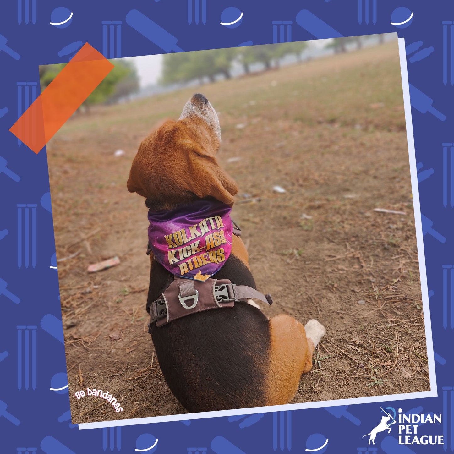 Go Bandanas Reversible Indian Pet League (IPL) Kolkata Kick-Ass Riders (Purple) & Dill Se Desi (Multi Colour) Bandana for Pet Dogs & Cats