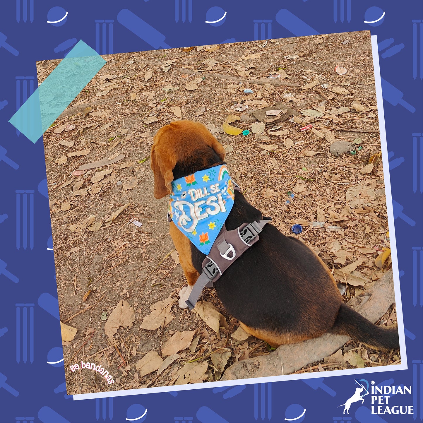 Go Bandanas Reversible Indian Pet League (IPL) Chennai Super Fan (Yellow) & Dill Se Desi (Multi Colour) Bandana for Pet Dogs & Cats