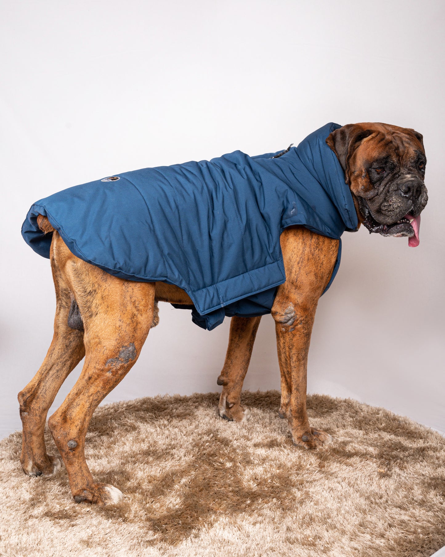Pet snugs Blue Jacket - Royal Blue