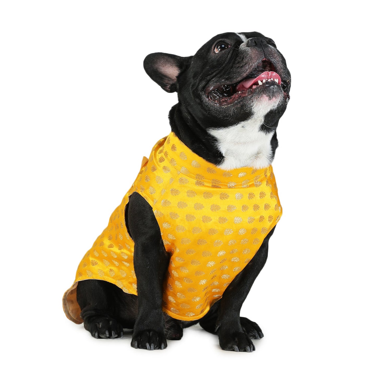 Yellow Dog Sherwani