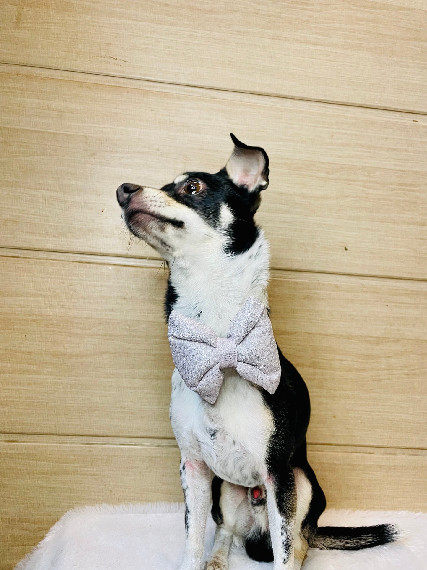 Party wear Bowtie: Silver