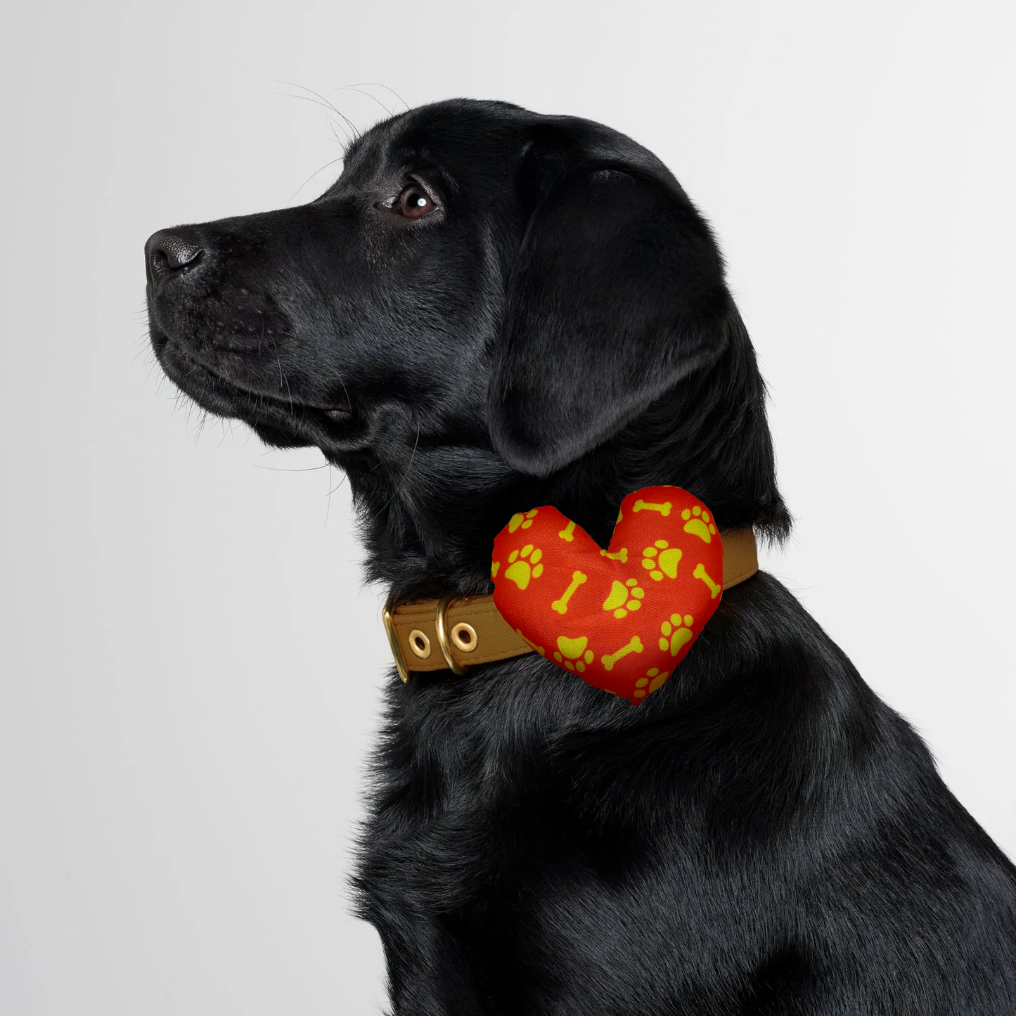 Paws & Bones Collar Insert