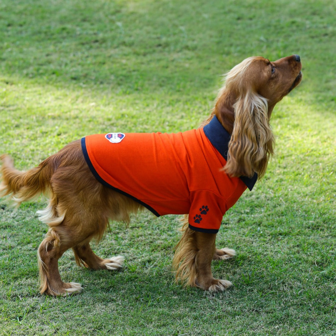Orange Polo Dog Tshirt (Navy Blue Collar)