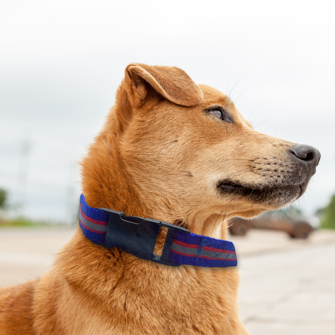 Blue Reflective Collar