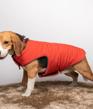 Pet snugs Rust Jacket - Rust