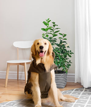 Pet snugs Olive Green Jacket - Olive Green