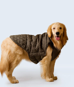 Pet snugs Olive Green Jacket - Olive Green