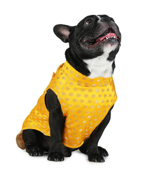 Yellow Dog Sherwani