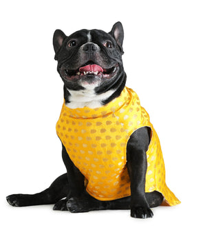 Yellow Dog Sherwani