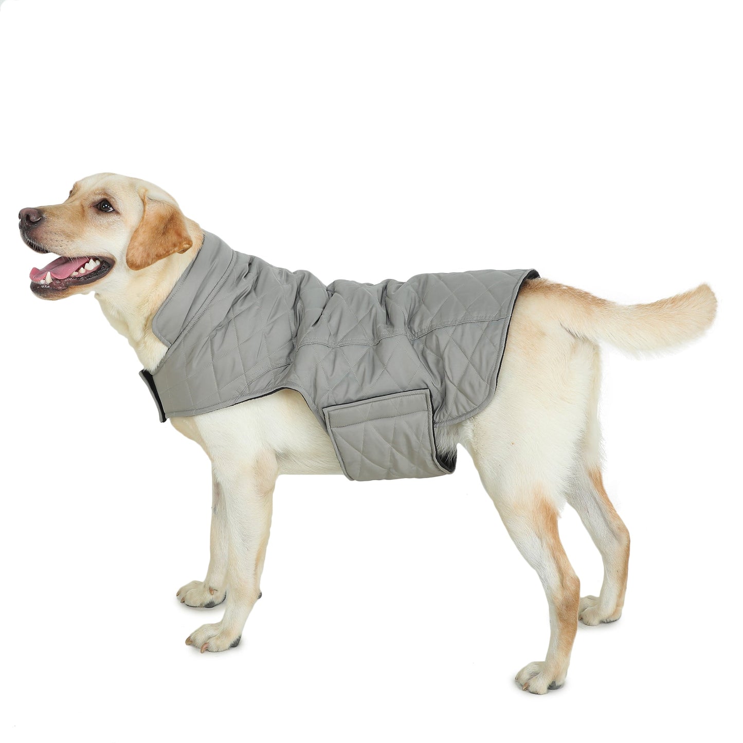 Dog Jacket (Grey Micro Padded)