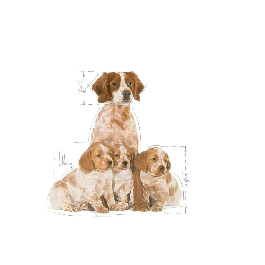 Royal Canin Medium Starter Dry Food for Medium Breed Dog and Puppies