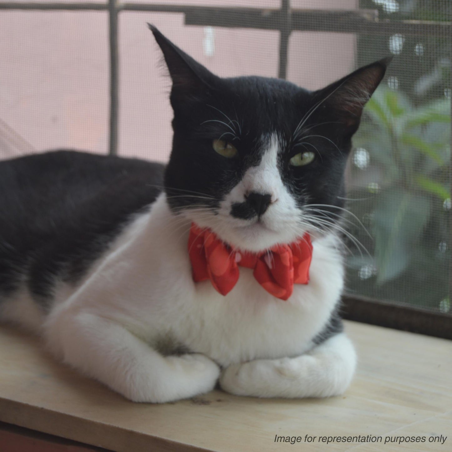 Green Aztec Cat & Puppy Bow Tie | Snap-Buckle Closure | D-Ring Attachment