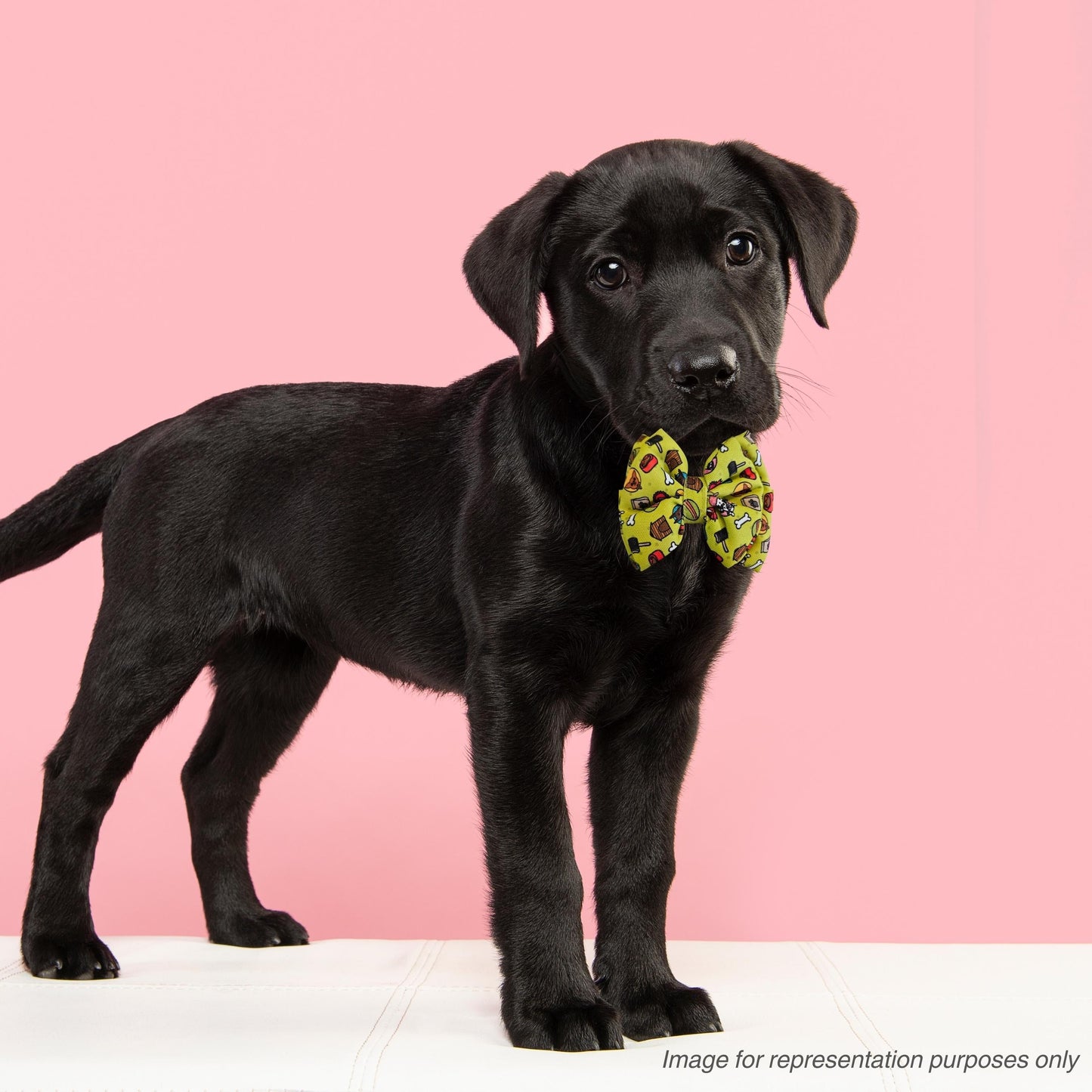 Neon Bone Dog Print Bow Tie | Snap-Buckle Closure | D-Ring Attachment