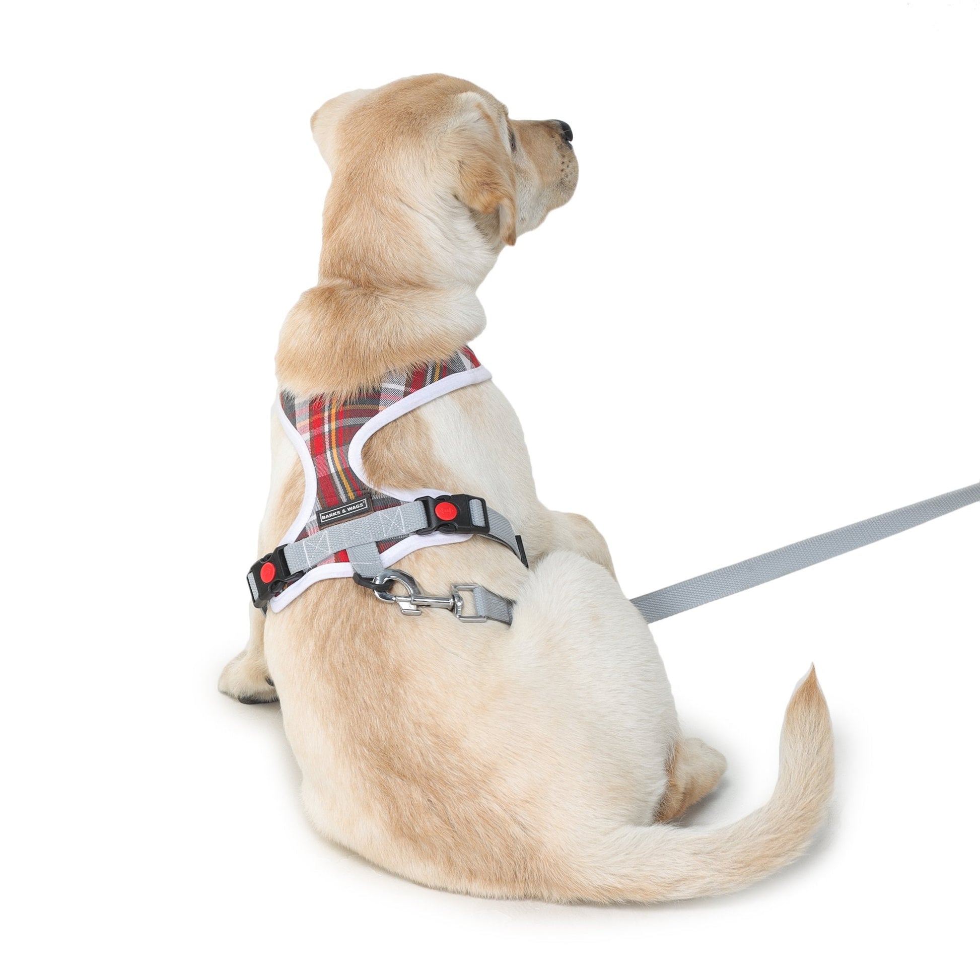 Barks & Wags harness and leash for dogs