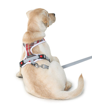 Barks & Wags harness and leash for dogs