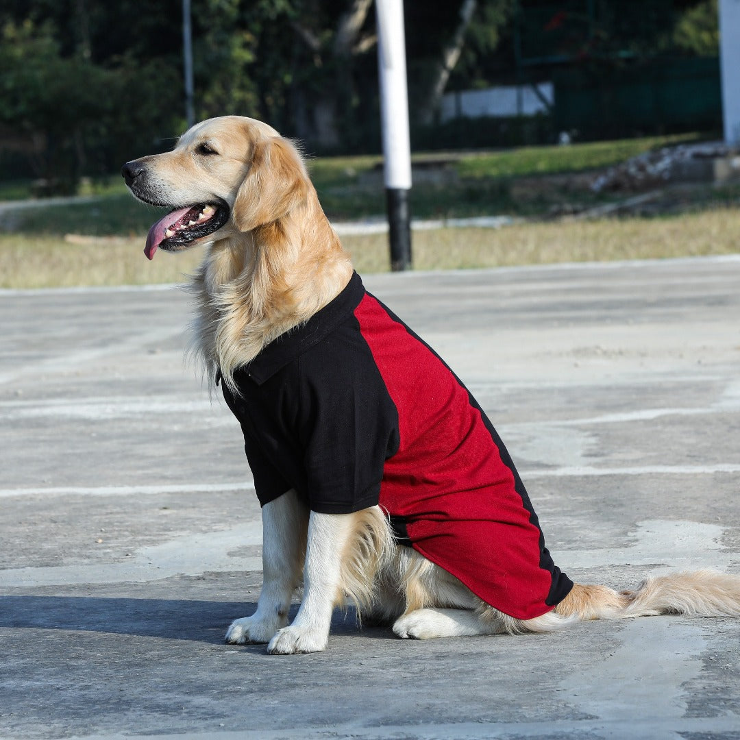 Polo Dog Tshirt (Black & Maroon)