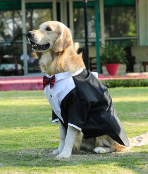 Tuxedos For Dogs - With Red Bow Tie