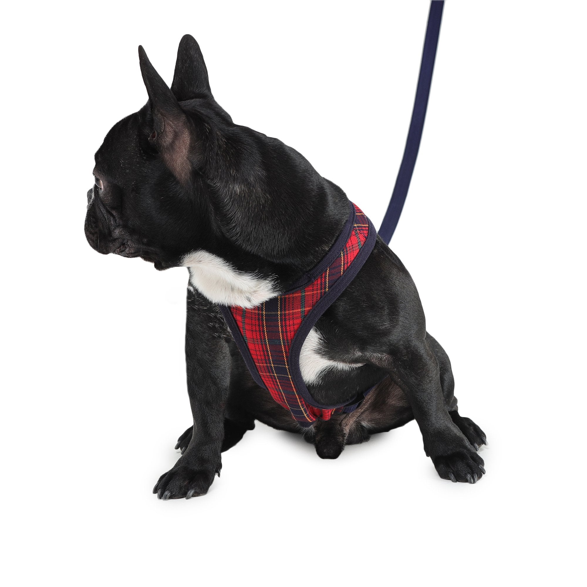 comfortable dog harness by Barks & Wags
