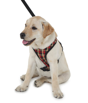 comfortable harness and leash for dogs