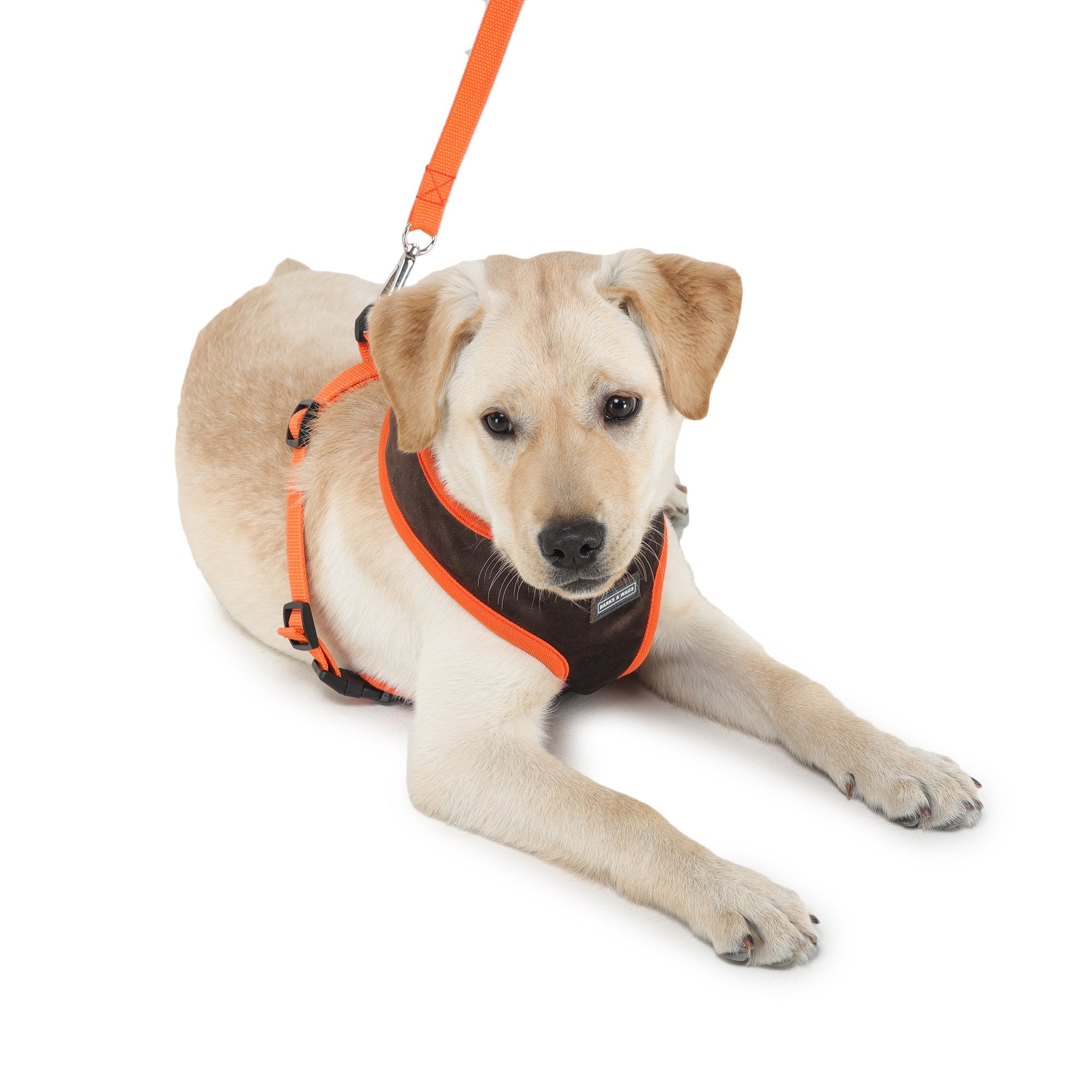 cute dog harness from Barks & Wags