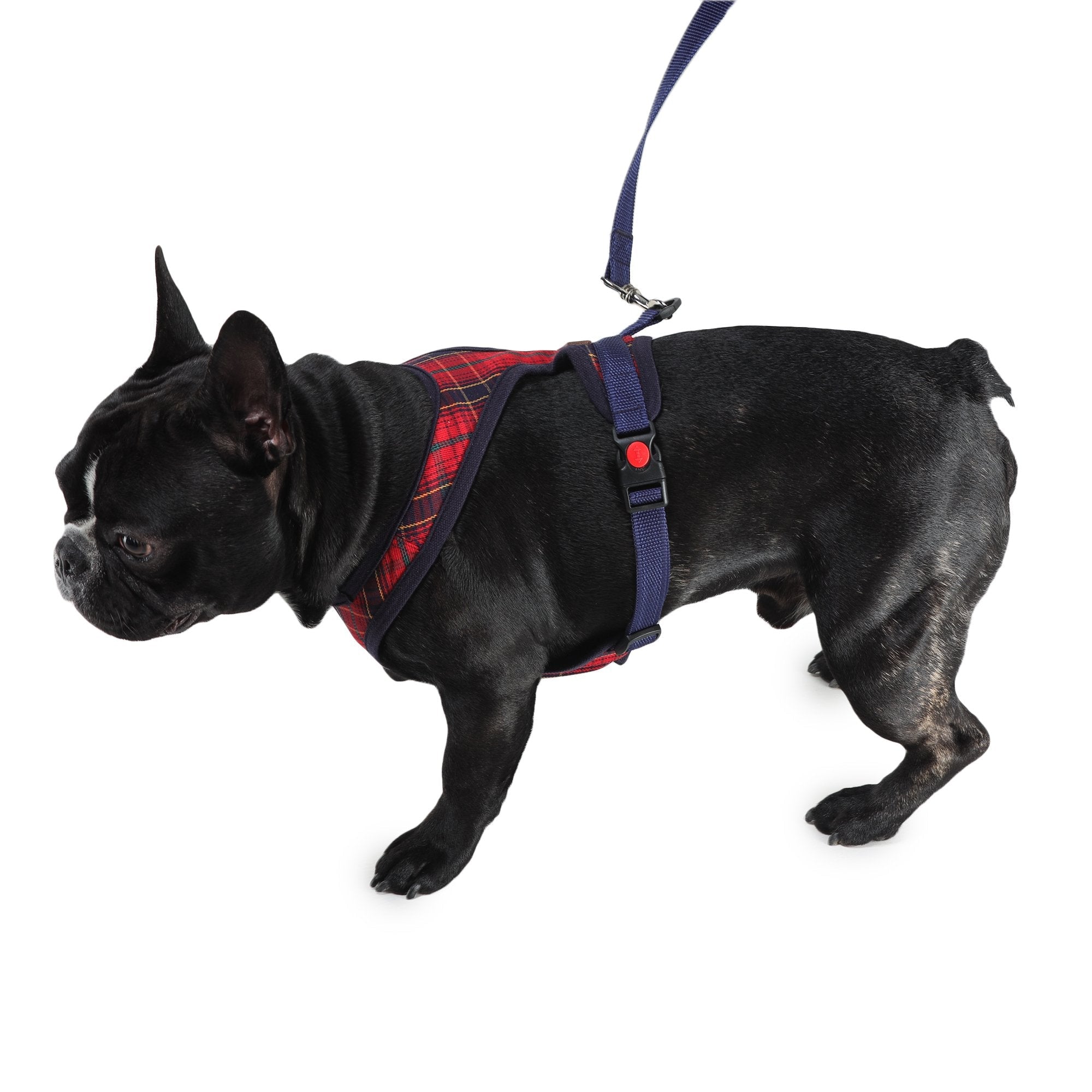 cute dog harness by Barks & Wags