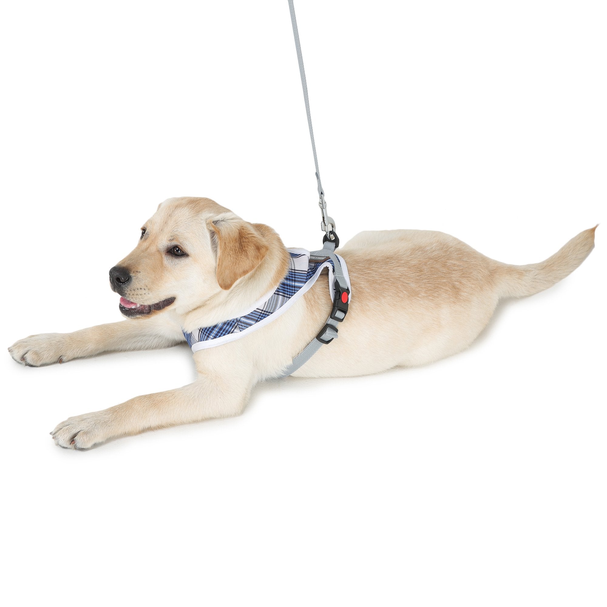cute dog in Barks & Wags harness