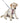 cute dog wearing Barks & Wags harness and leash
