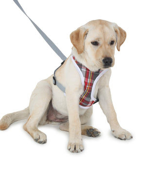 cute dog wearing Barks & Wags harness and leash