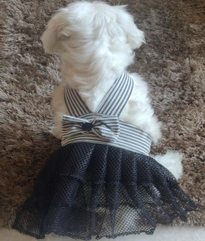 cute dog wearing black white dress by Barks & Wags