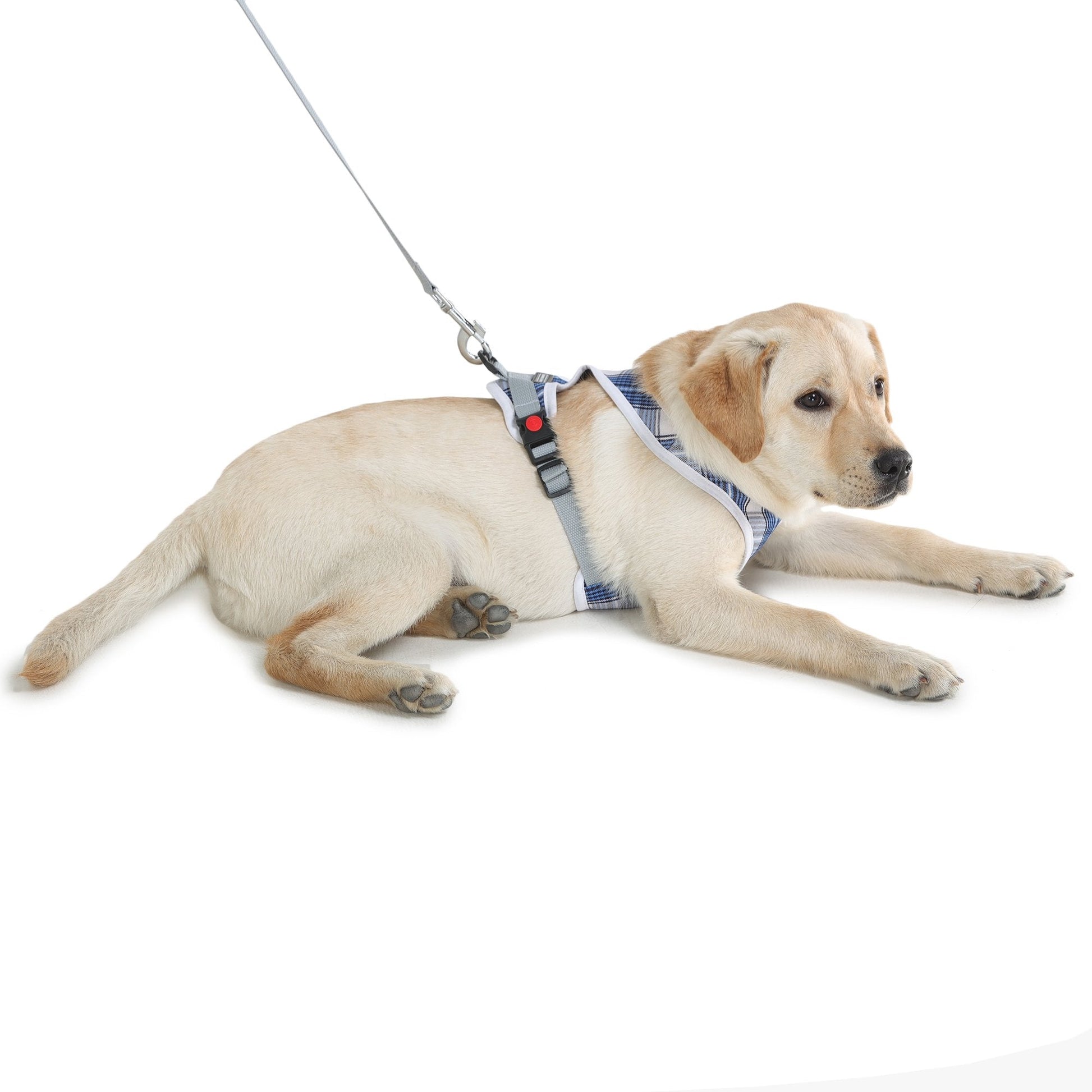 cute dog wearing harness and leash set by Barks & Wags