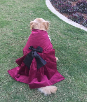 cute dog wearing maroon velvet dress by Barks & Wags