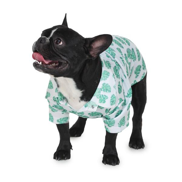 cute dog wearing green printed shirt by Barks & Wags