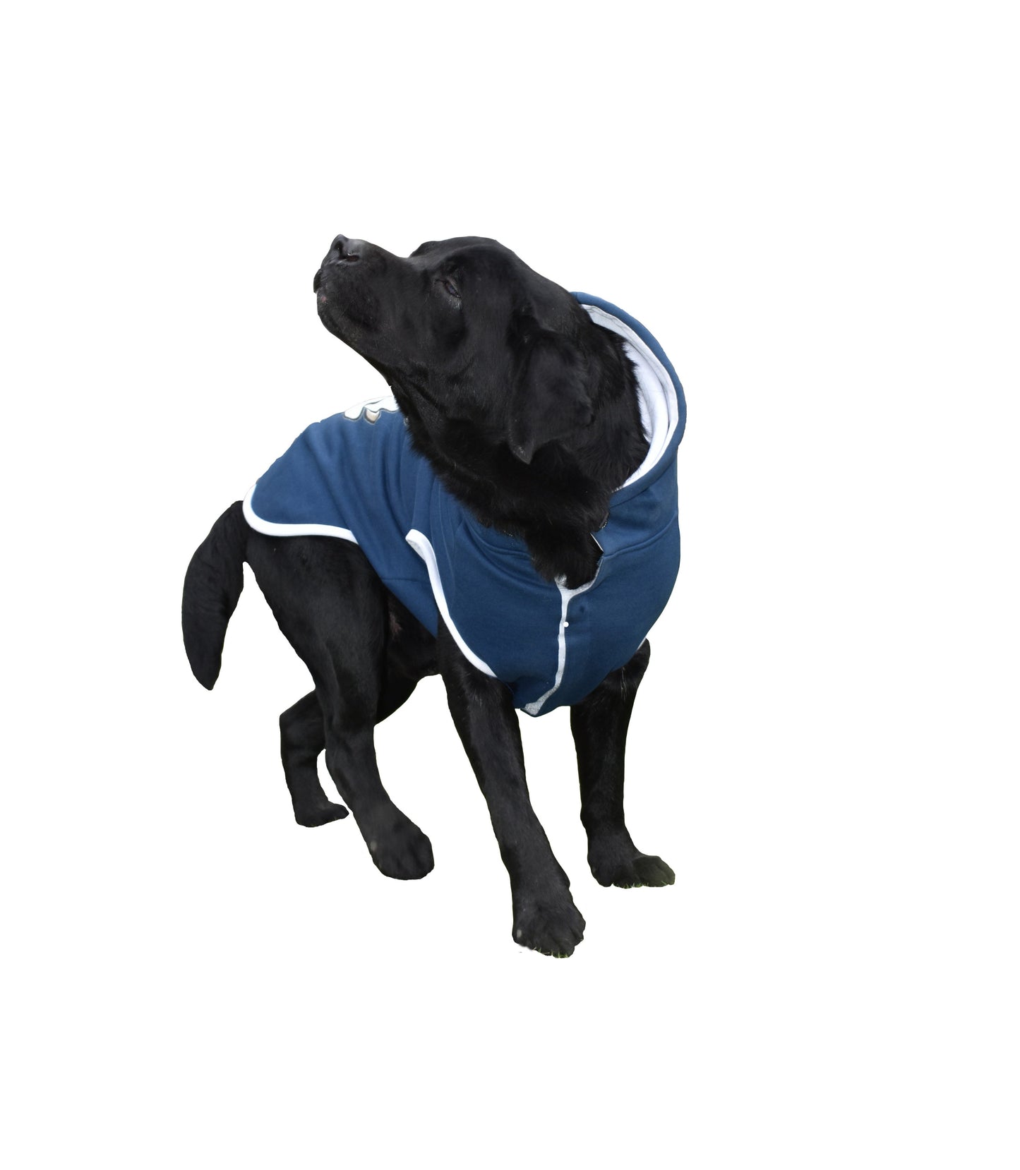 Dog Hoodie (Gib Me A Tummy Rub, Hooman!)