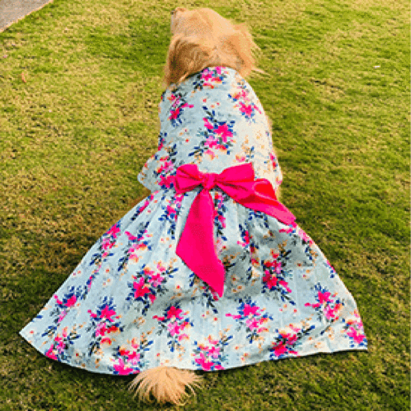 dog wearing blue dress from Barks & Wags