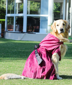 Beautiful Dresses For Dogs