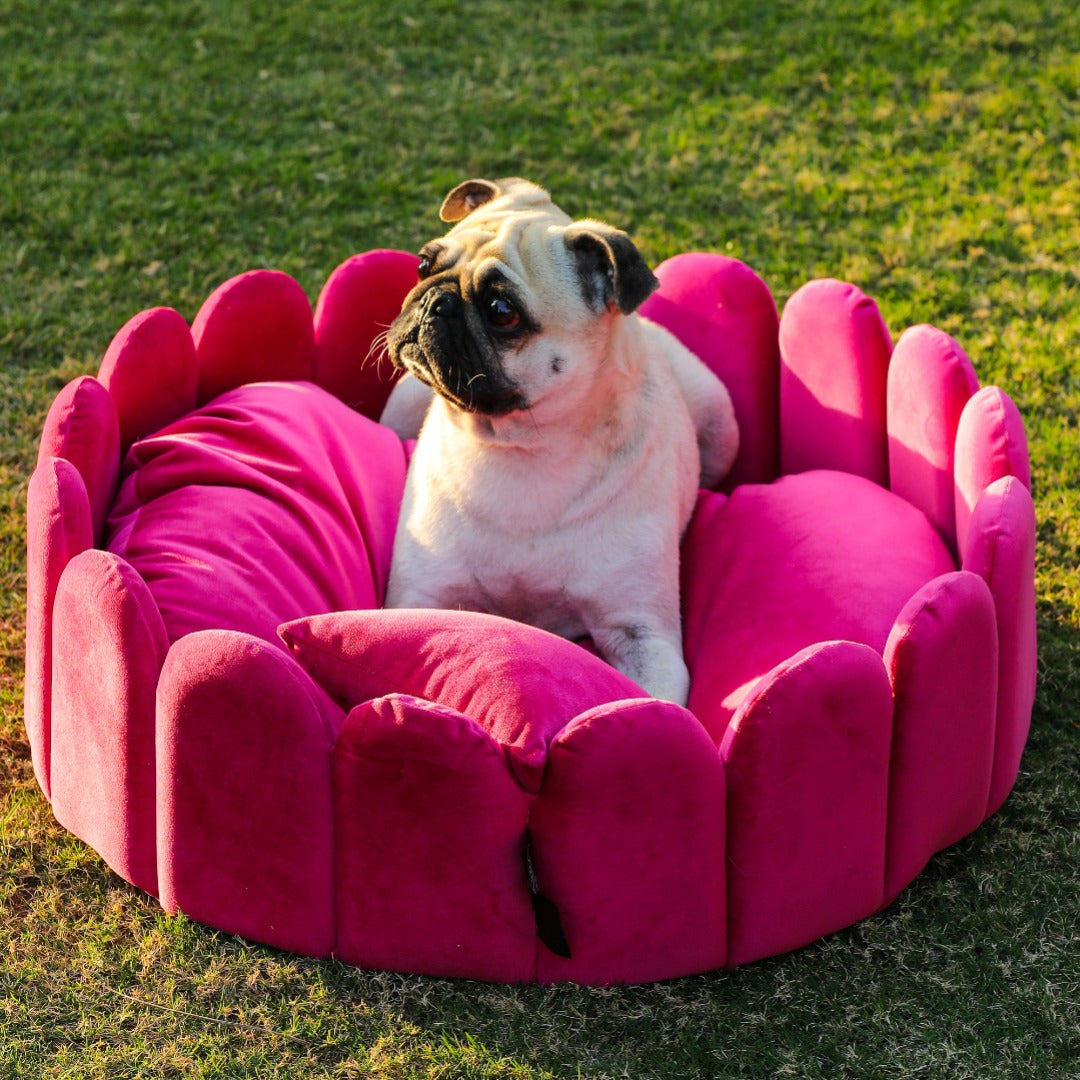 Fenced Dog Bed