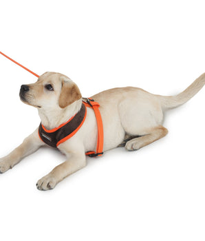 harness and leash for dogs by Barks & Wags
