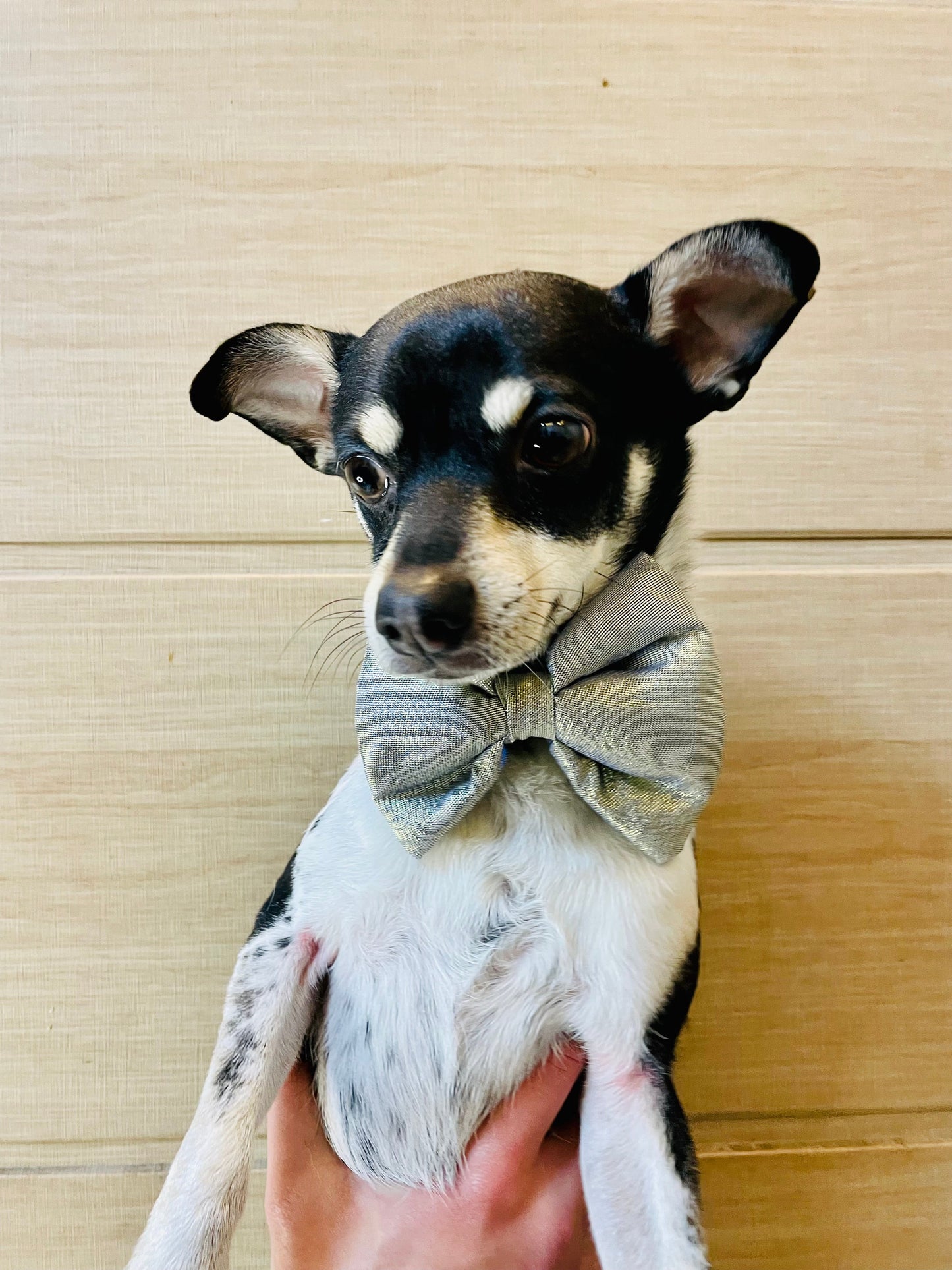 Party wear Bowtie: Light golden