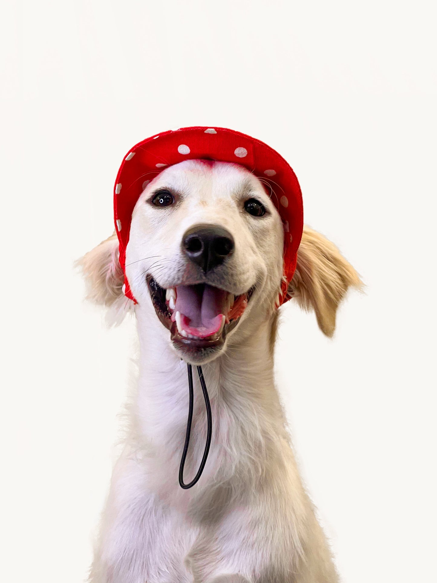 Dog Cap: Red Polka