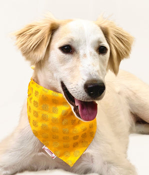 Occasion wear bandana Yellow