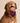 Candyland Collar Insert
