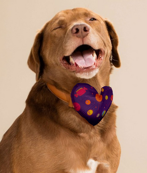 Candyland Collar Insert