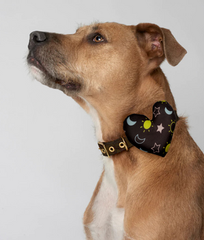 Celestial Collar Insert