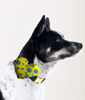 Polka Dots Collar Insert