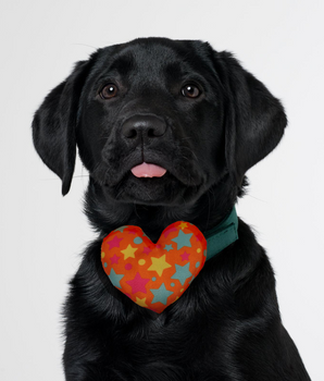 Stars Collar Insert