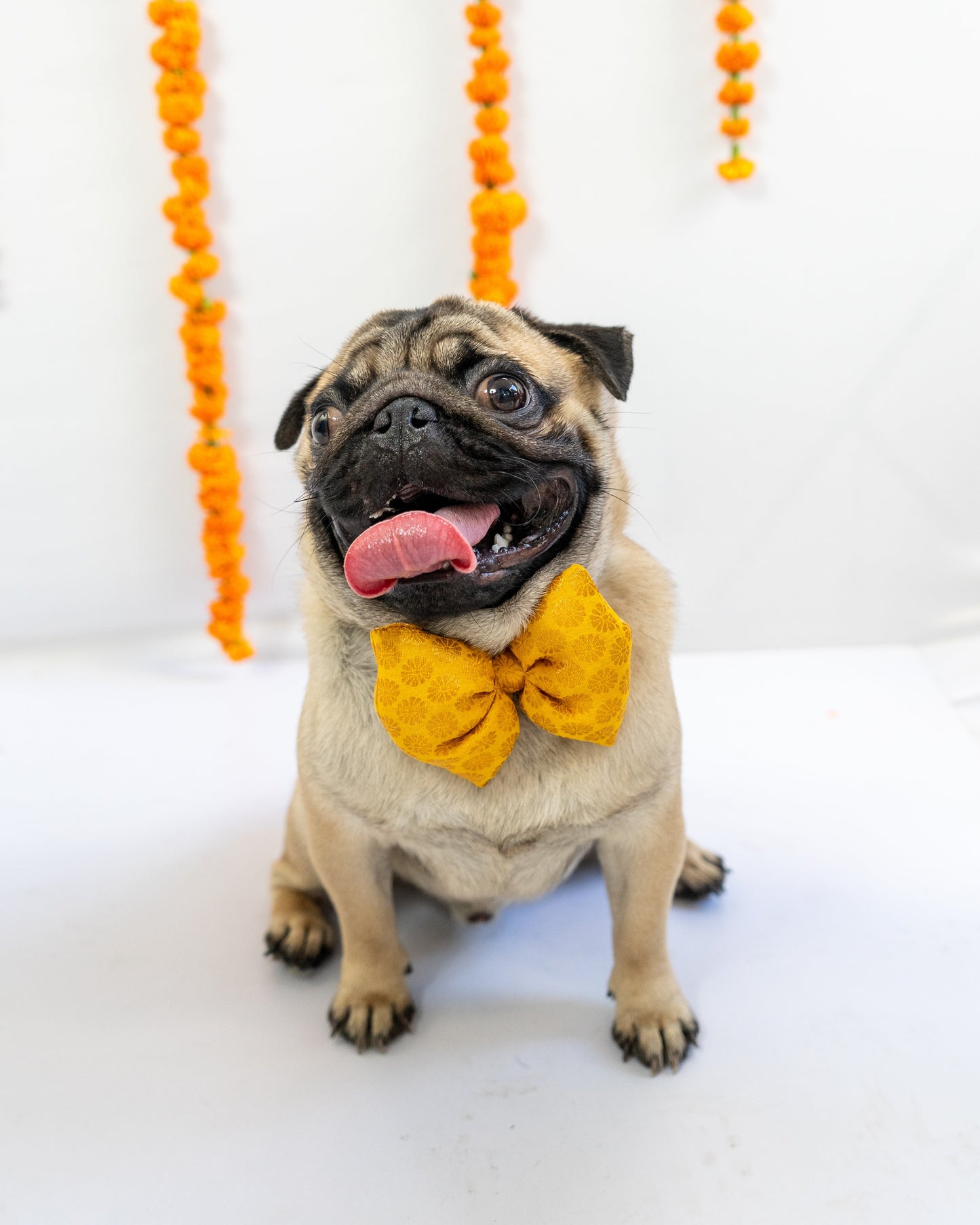 Occasion wear Bowtie: Yellow